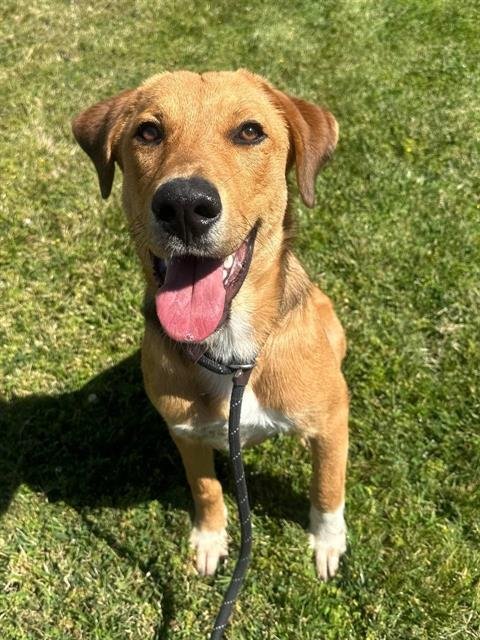 COOPER - Labrador Retriever / German Shepherd Dog for adoption in Moreno Valley