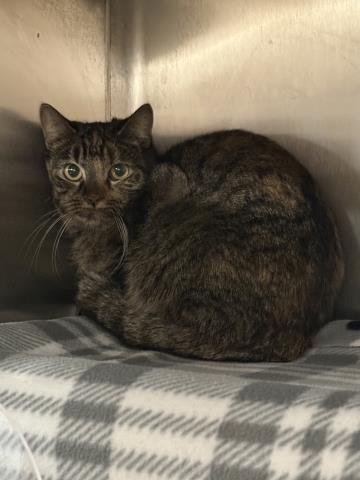 SKYLAR - Domestic Short Hair available for adoption