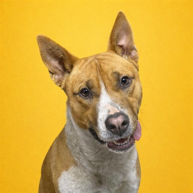 DOLLY - Basenji available for adoption