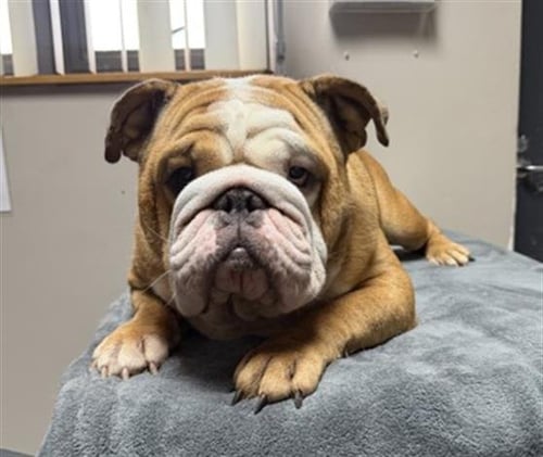 WAGYU- PENDING ADOPTION