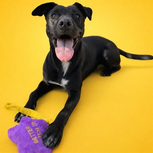 THUNDER - IN FOSTER - Australian Shepherd for adoption in Moreno Valley