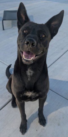 GORGONZOLA - German Shepherd Dog available for adoption