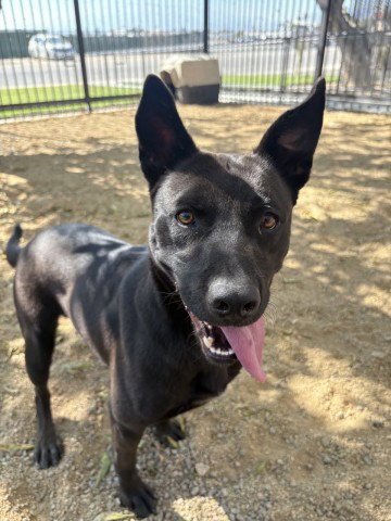 GORGONZOLA - German Shepherd Dog for adoption in Moreno Valley