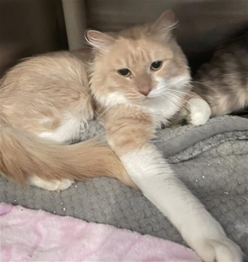FREDDIE - Domestic Long Hair available for adoption