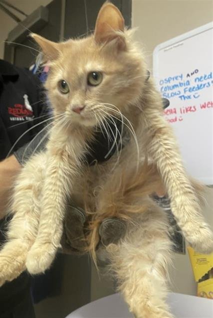 FREDDIE - Domestic Long Hair available for adoption