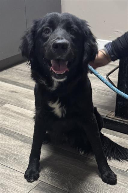 ELEANOR - Border Collie available for adoption