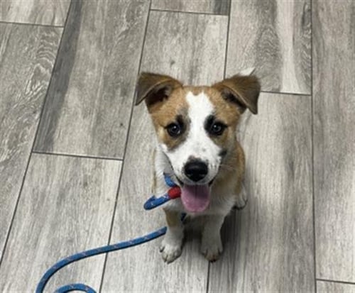PICKLES - Terrier for adoption in Moreno Valley