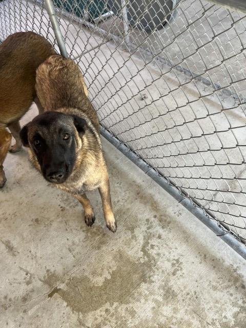 BEL - Belgian Shepherd Malinois available for adoption