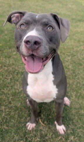 BELLA - Pit Bull Terrier available for adoption