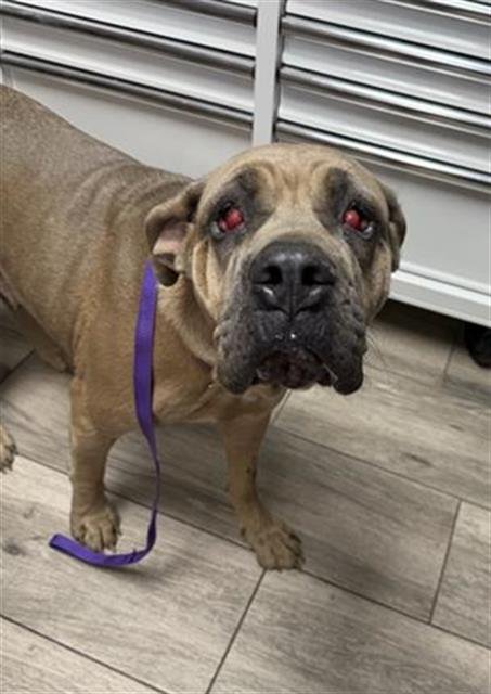 SUGAR - Cane Corso Mastiff available for adoption