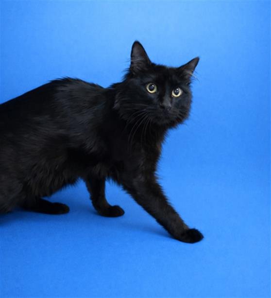 SHADOW - Domestic Long Hair available for adoption