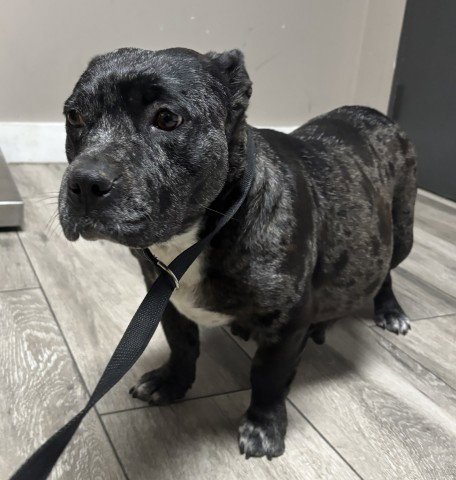 ELLIE - Pit Bull Terrier / Bulldog available for adoption