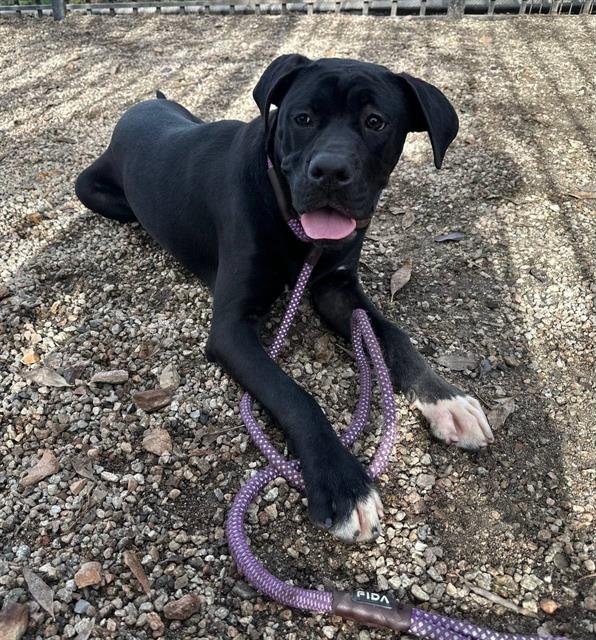 BUTTERBALL - Boxer available for adoption