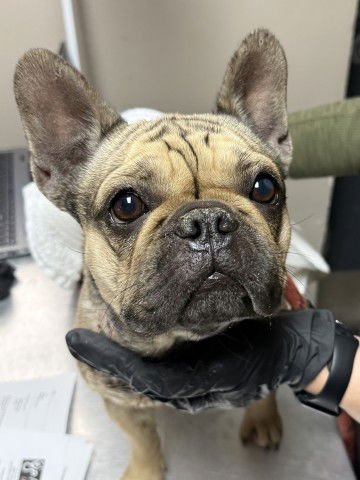 BANSHEE - French Bulldog available for adoption