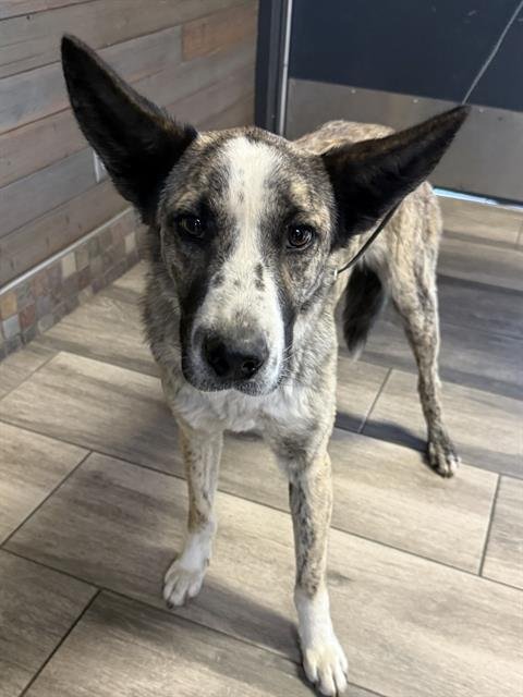 PATTY - Australian Cattle Dog/Blue Heeler / Dutch Shepherd available for adoption