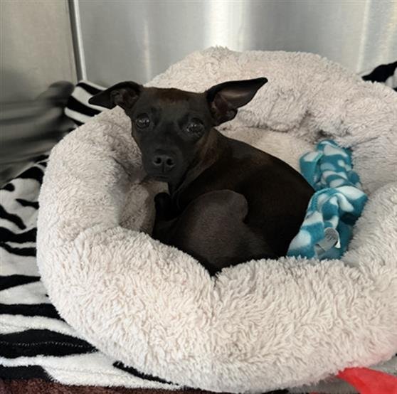 DUCKIE - Chihuahua available for adoption