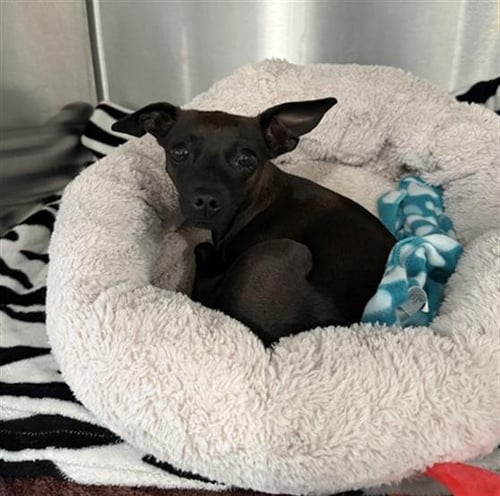 DUCKIE- IN FOSTER - Miniature Pinscher for adoption in Moreno Valley