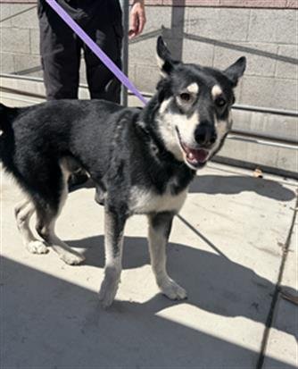YOSEMITE SAM - Siberian Husky / German Shepherd Dog available for adoption