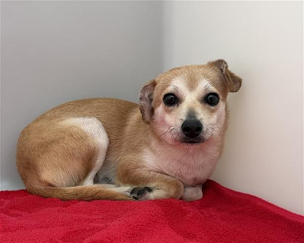 FENNEC - Chihuahua available for adoption