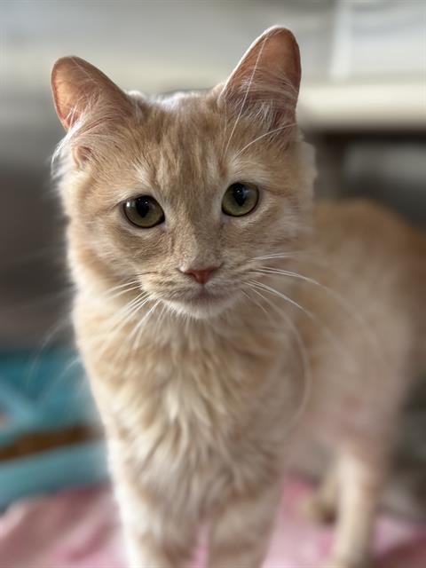 PAMELA- PENDING ADOPTION - Domestic Long Hair available for adoption