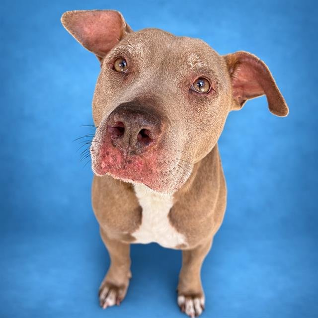 ANGEL - Pit Bull Terrier available for adoption