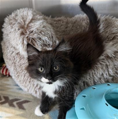 JADE - PENDING ADOPTION - Maine Coon for adoption in Moreno Valley