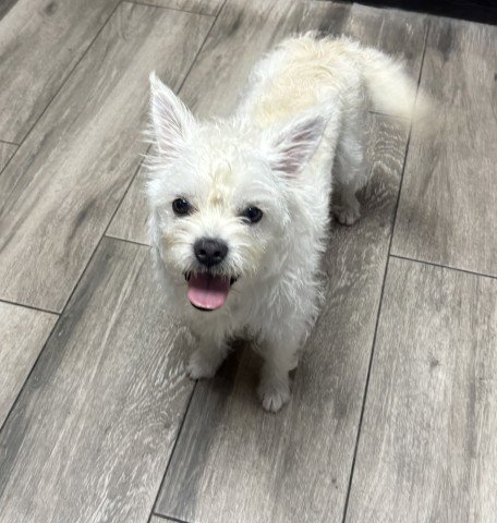 PEACH- PENDING ADOPTION