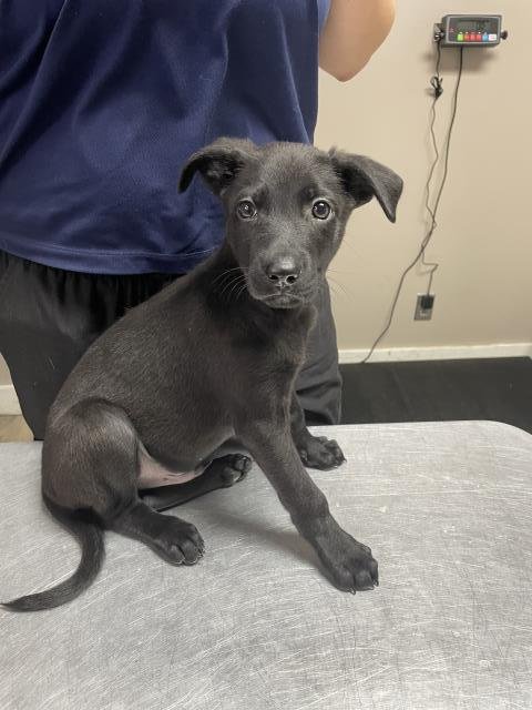 BOSCO - Labrador Retriever available for adoption