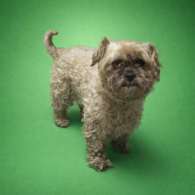 WAFFLES - Brussels Griffon available for adoption