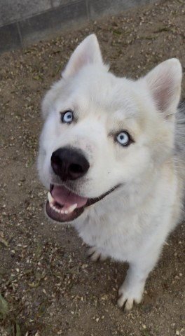 CRESCENT - Siberian Husky for adoption in Moreno Valley
