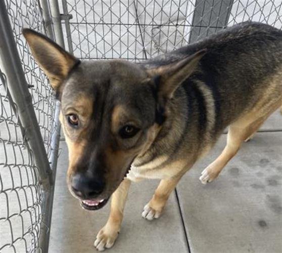 MEATBALL - German Shepherd Dog available for adoption