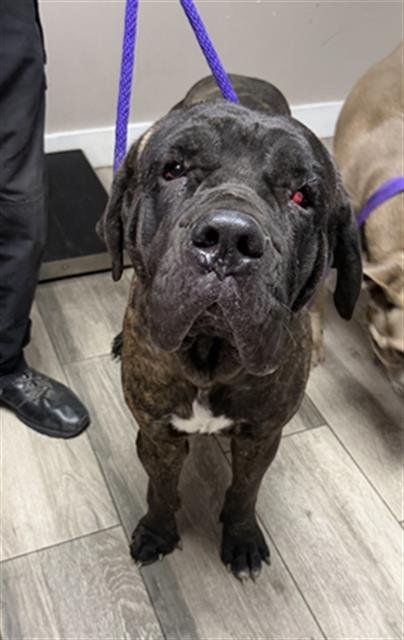 SPICE - Cane Corso Mastiff available for adoption