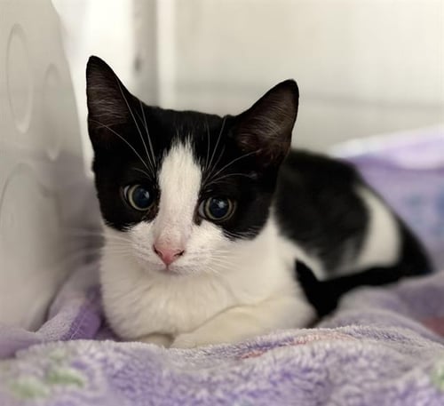NESSIE - Domestic Short Hair available for adoption