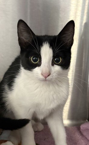 NESSIE- PENDING ADOPTION