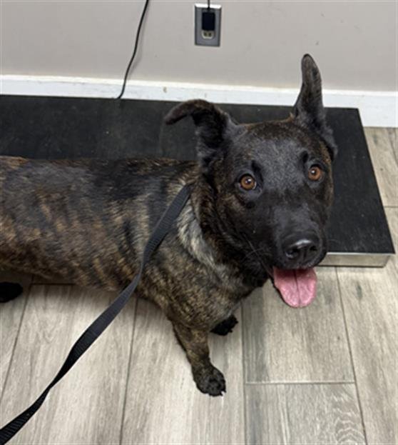 MAGENTA - Belgian Shepherd Malinois available for adoption