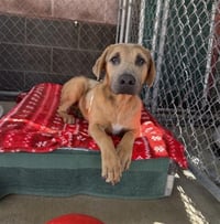 CHARLIE - Photo 1