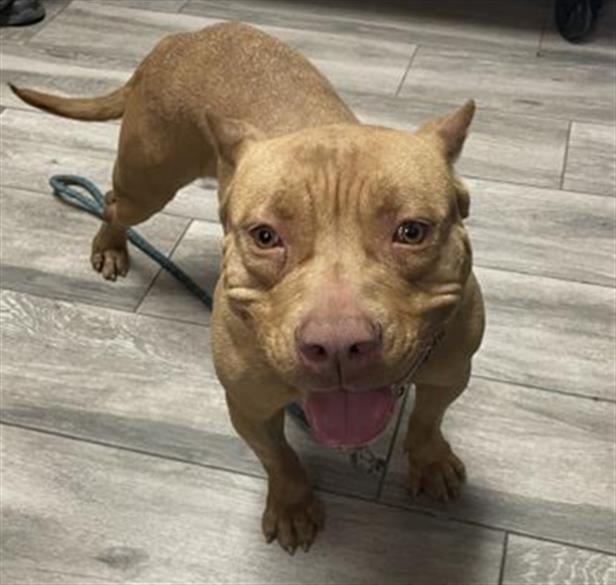 FIONA - Pit Bull Terrier available for adoption