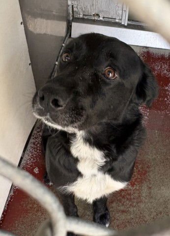 TOBLERONE - Greater Swiss Mountain Dog available for adoption