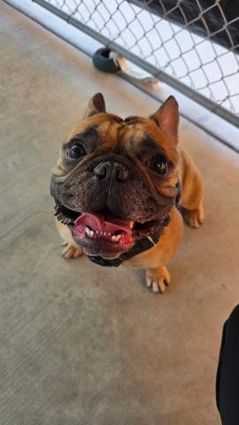 DOZER - French Bulldog available for adoption