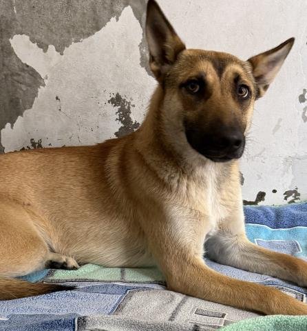 SOURDOUGH - German Shepherd Dog available for adoption