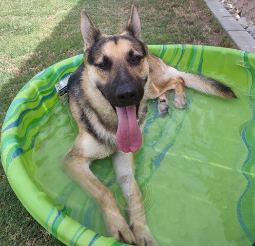 PATRIOT - German Shepherd Dog for adoption in Moreno Valley