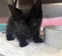 HOTDOG- PENDING ADOPTION - Photo 1
