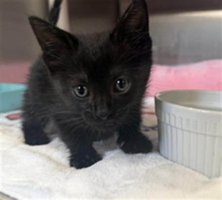 HOTDOG- PENDING ADOPTION - Domestic Short Hair for adoption in Moreno Valley