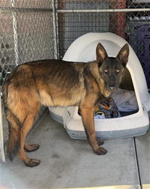 ORLENE - Belgian Shepherd Malinois available for adoption
