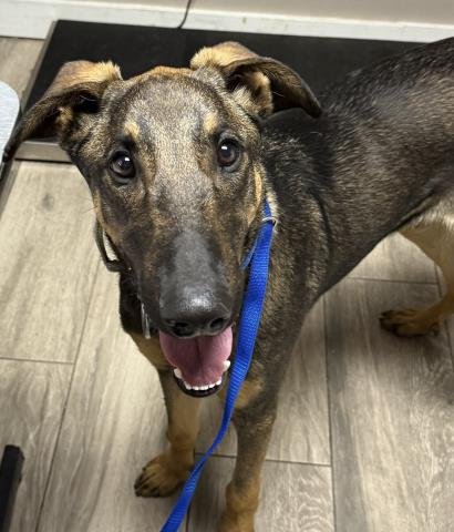 AUGUSTUS - German Shepherd Dog / Greyhound available for adoption