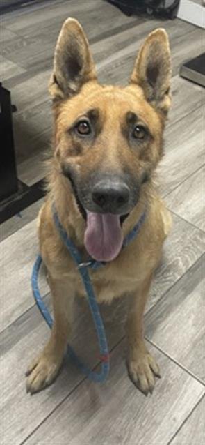 DINA - German Shepherd Dog available for adoption