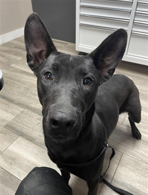 BAYLEE - Hound available for adoption