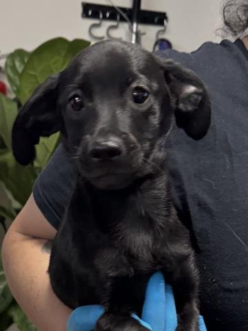 BUZZ LIGHTYEAR - Chihuahua available for adoption