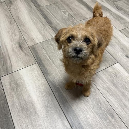 MABEL - Terrier available for adoption
