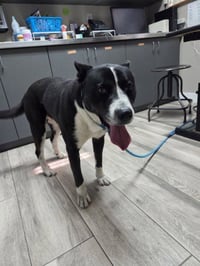 BUDDY - Photo 1